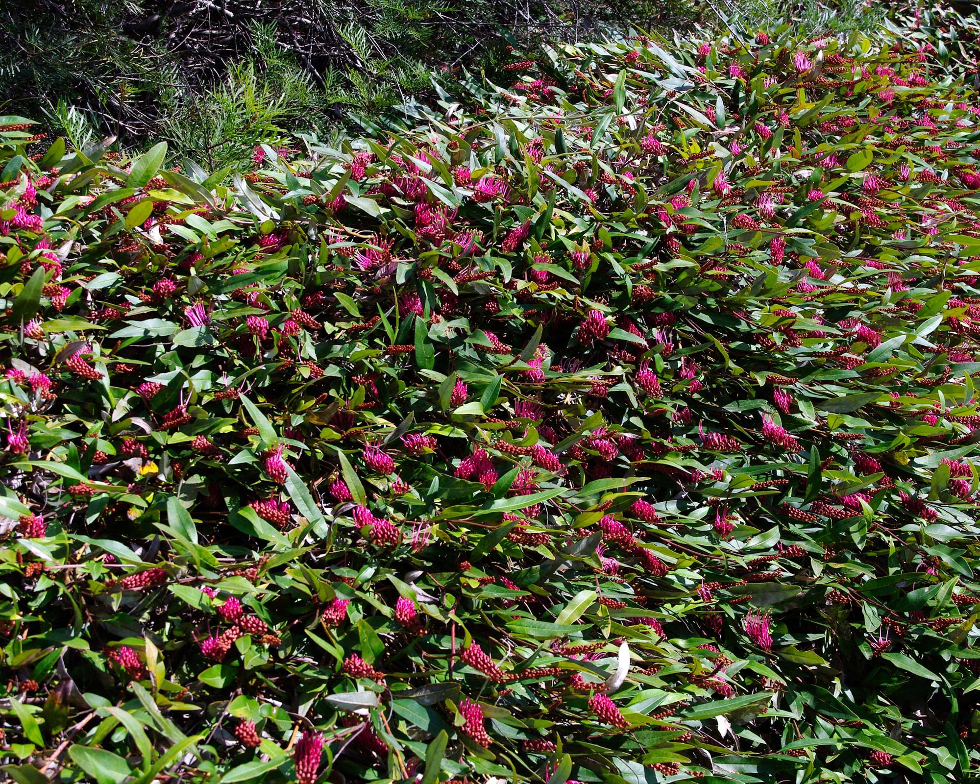 Australian Native Blankets Types Of Ground Covers Muru Mittigar